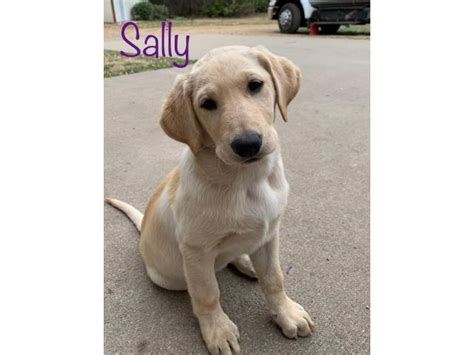 Find the perfect labrador retriever puppy for sale in wisconsin, wi at puppyfind.com. 4 AKC Registered Yellow Lab Puppies in Eau Claire ...