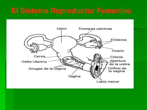 Funciones Del Aparato Reproductor Femenino