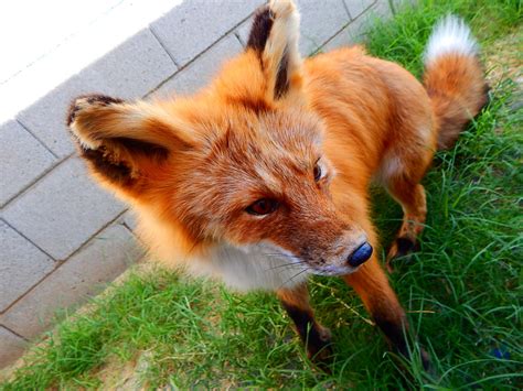 Kodiak Alaskan Red Fox Softmount Sold By Kaypeacreations On Deviantart