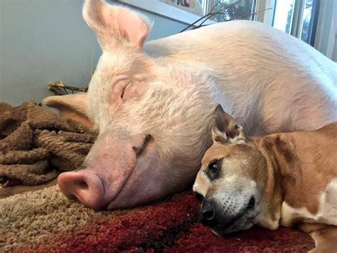 Can Pigs And Dogs Be Friends