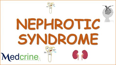 Pathophysiology Of Nephrotic Syndrome
