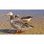 Goose Geese Wallpapers HD / Desktop And Mobile Backgrounds