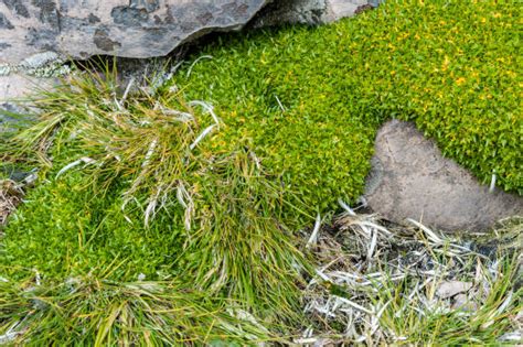 Antarctic Pearlwort Stock Photos Pictures And Royalty Free Images Istock