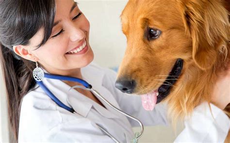 We gladly welcome dogs and cats and serve the merrimack valley including tewksbury, lowell, wilmington, andover, billerica, and dracut. Find Cheapest Dog Vet Near Me | petswithlove.us