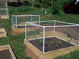 Garden Beds For Dogs Pictures