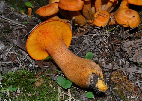 Omphalotus Illudens At Indiana Mushrooms