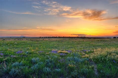 Lavender Sunset Surprise Grassland Colorado Native Grasslands