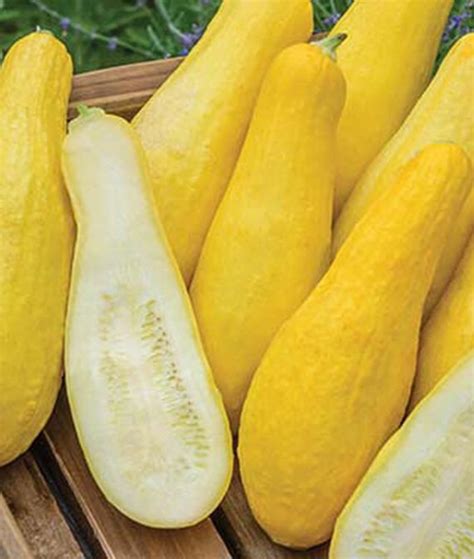 Yellow Straightneck Squash Seed 12 Ounce Pack Non Gmo Etsy