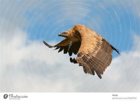 Big Vulture In Flight With A Cloudy Sky Of Background A Royalty Free