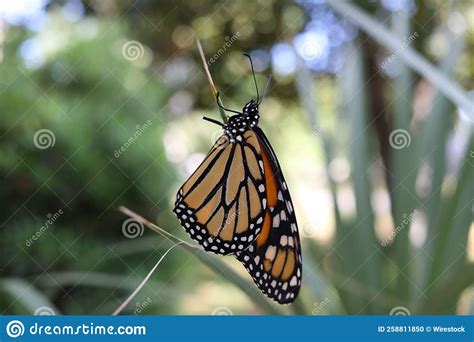 Closeup Of A Monarch Butterfly Danaus Plexippus On A Plant Stock