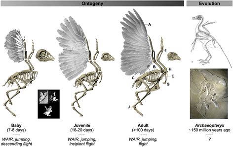 How Has Flight Evolved In Birds