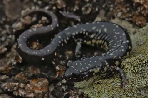 21 Types Of Salamanders In North America The Critter Hideout