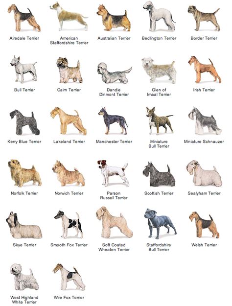 Akc Dog Breed List Dog Breeds