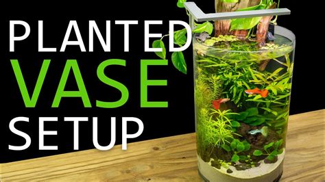 Building A Planted Vase Guppy Aquarium Youtube
