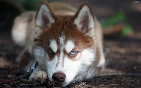 Pictures of siberian husky puppies. Puppy, Siberian Husky - Dogs wallpapers: 2560x1600