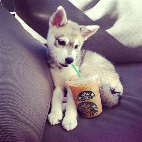 My Two Favorite Things Puppies And Starbucks Cute Husky My Husky