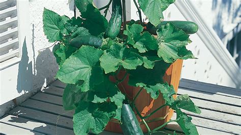 How To Grow Cucumbers From Seeds In Pots Seed To Feed Me How To Grow