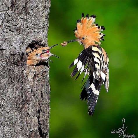 Birds On Land On Instagram Eurasian Hoopoe Feeding Two Baby Birds By