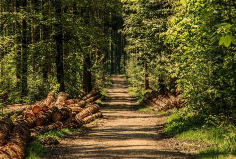 Free Picture Forest Road Nature Wood Tree Landscape Leaf Environment