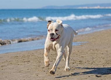 There are also hard surfaces that are equipped to withstand the scratching of too long nails across in this article we offer up the best pet friendly flooring options, with a specific focus on carpets. 25 Best Dog-Friendly Beaches in USA