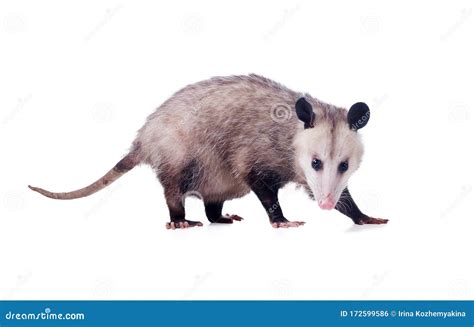 Pregnant Virginia Opossum Female Didelphis Virginiana Or Common Opossumâ€”the Only Marsupial