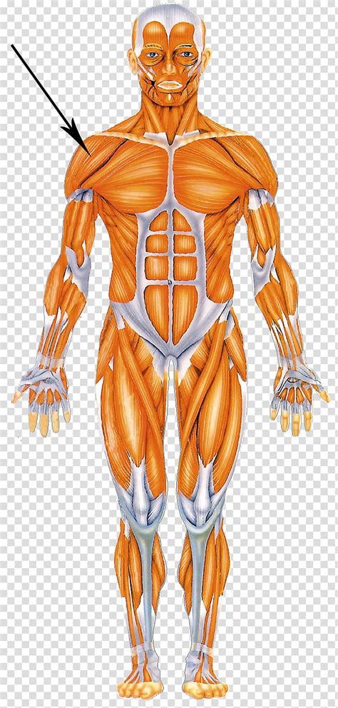 Here we explain the major muscles of the human body. Free download | Human body Muscular system Muscle Human ...