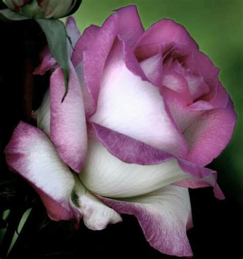 Pin By Mercia Merino De Medeiros On Roses Beautiful Rose Flowers