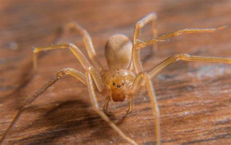 Tag Brown Recluse Prevention