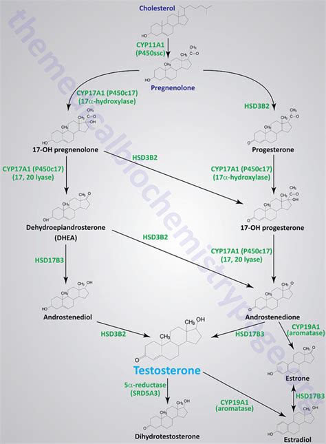 Steroid Hormones And Their Receptors The Medical Biochemistry Page