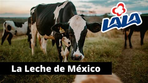 Historia De Lala La Primera Empresa Mexicana Que PasteurizÓ La Leche