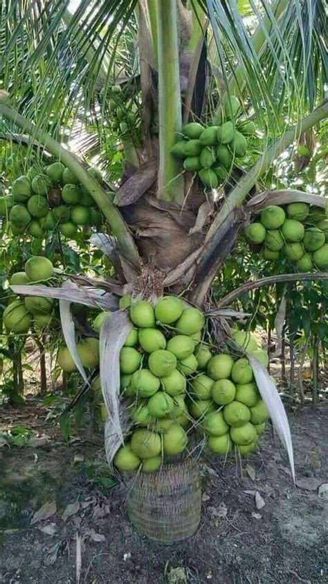 Dwarf Coconut Live Plant Narial Ka Podha Hybrid Coconut Fruit Plant