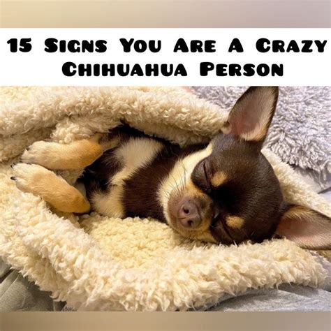 15 Signs You Are A Crazy Chihuahua Person Chihuahua Chihuahua Owner