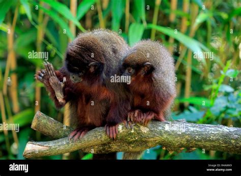 Dusky Titi Monkey Adult With Subadult South America Callicebus