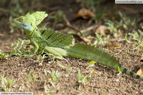 Types Of Lizards List Pictures And Facts On Amazing Lizard Species