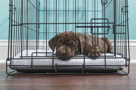 Crate Training Games For Dogs Why Crate Training Is Important Richell