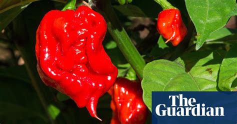 Man Eats Worlds Hottest Chilli Pepper And Ends Up In Hospital