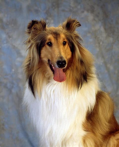 Rough Collie Dog Photograph By The Irish Image Collection