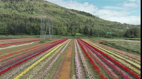 Abbotsford Tulip Festival Field In 2020 British Columbia Youtube
