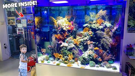 Incredible Fish Store Tour In Singapore Freshwater And Saltwater