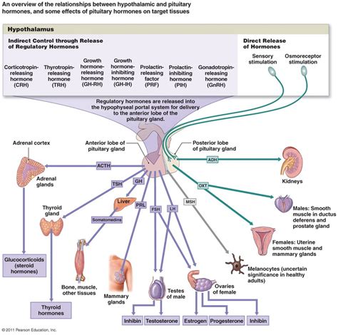 Endocrine System Exam The Hypothalamus Hormones And Cells Diagram Quizlet