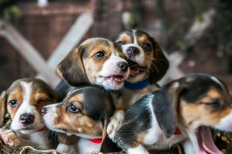 Beagles Are Looking For Their Forever Homes After Being Rescued
