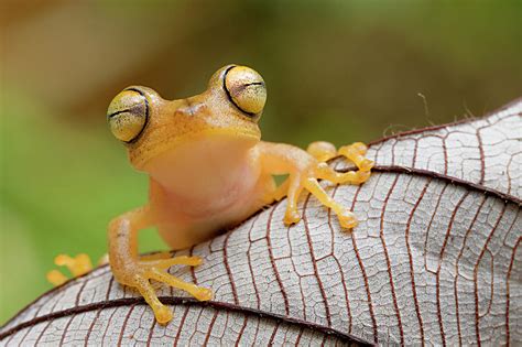 Troschel's Tree Frog On Leaf, Cuyabeno, Sucumbios, Ecuador Photograph ...