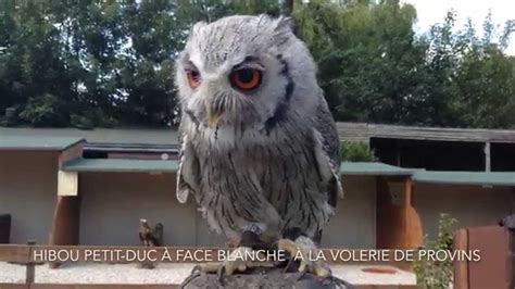 Hibou Petit Duc à Face Blanche Provins Youtube