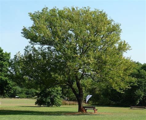 The Acacia Tree Characteristics Planting Care Irrigation And