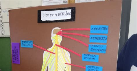 9 Ideas De Maqueta Del Sistema Nervioso Maqueta Del Sistema Nervioso