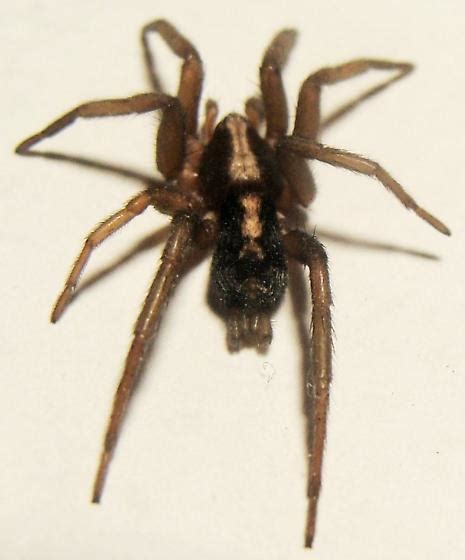 Western Parson Spider Herpyllus Propinquus Bugguidenet