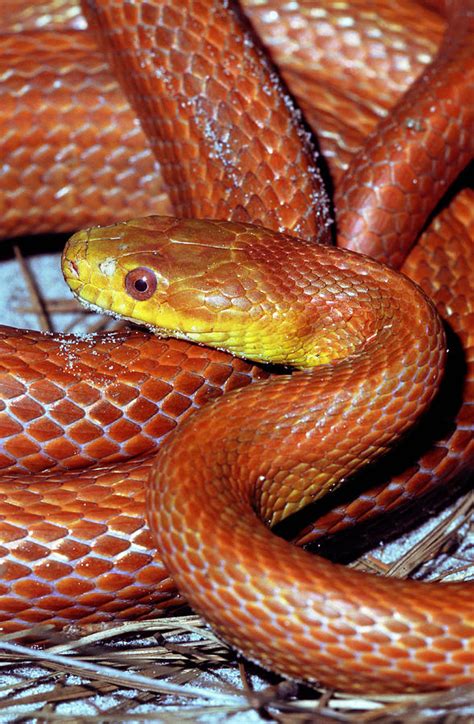 Everglades Rat Snake Photograph By Millard H Sharp Fine Art America