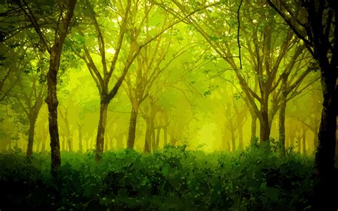 Wallpaper Sunlight Forest Nature Branch Green Morning Mist