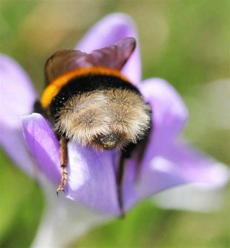 16 Bumblebee Butts So Cute Youll Have To Share Bee Animals Cute