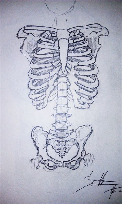 Human Skeleton Torso By Ulupopoart On Deviantart